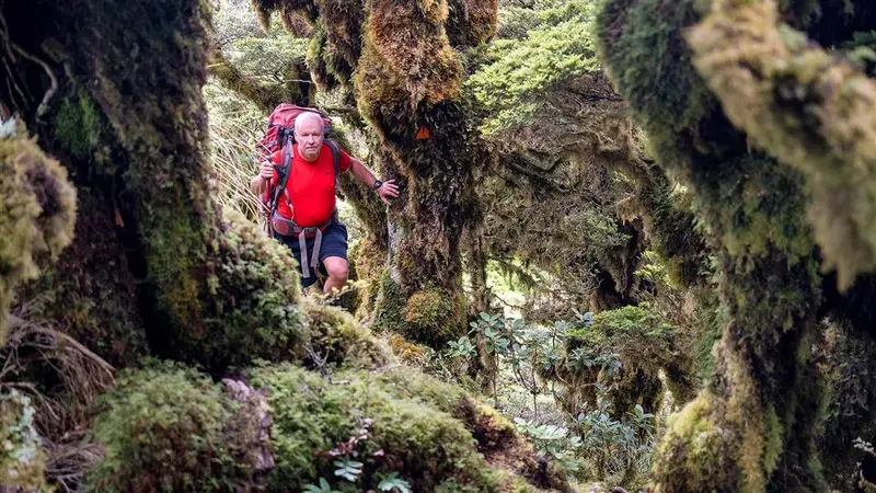 Neill Forks to Maungahuka Track