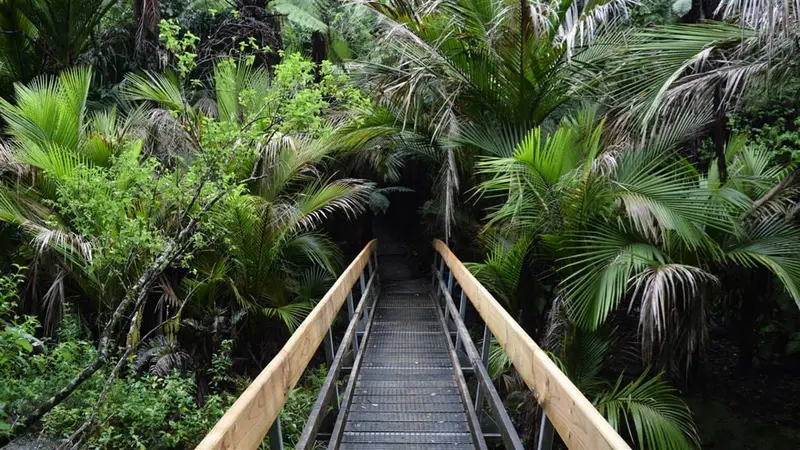 Nikau Loop Track