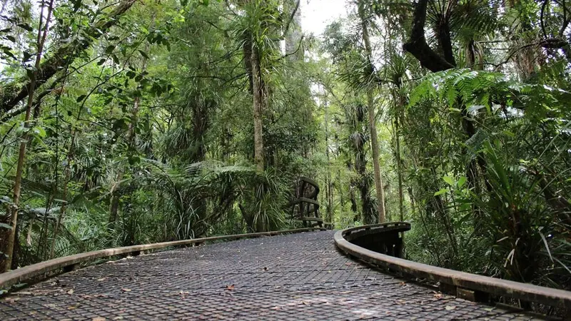 Manginangina Kauri Walk