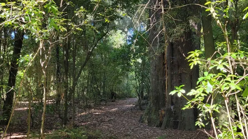 Elsthorpe Scenic Reserve Loop Track