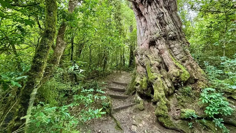 Dennistoun Bush Walk