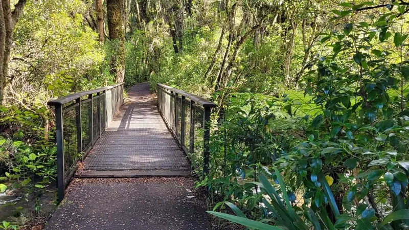 Mangawhero Forest Walk