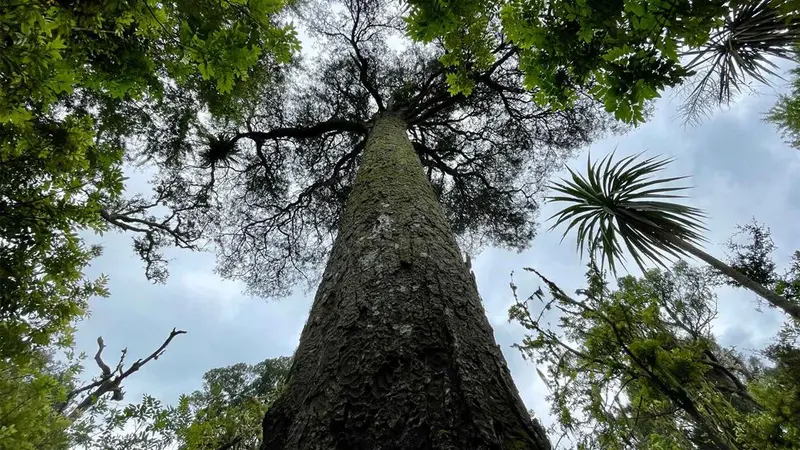 Gordon Park Loop Track