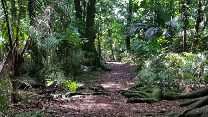 Gray's Bush Scenic Reserve walks