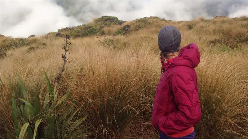 Mikonui Catchment - Dickie Ridge/Upper Tuke River Route 