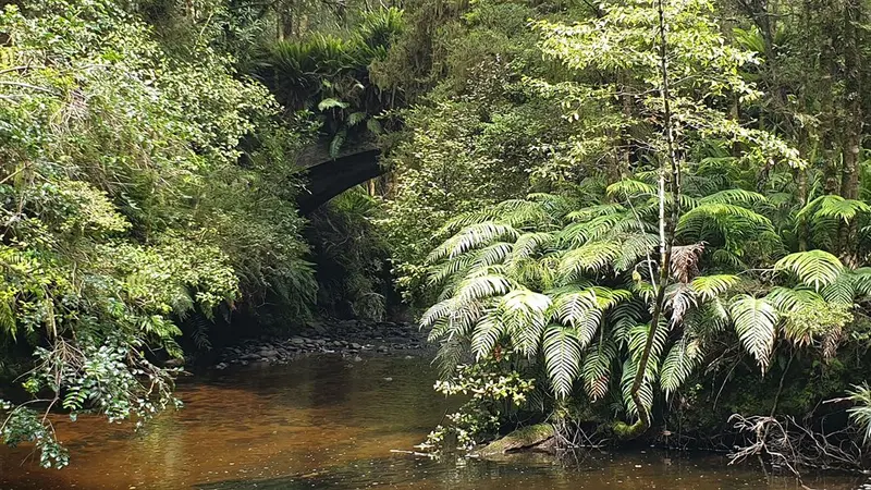 Pourakino Picnic Area Loop Track