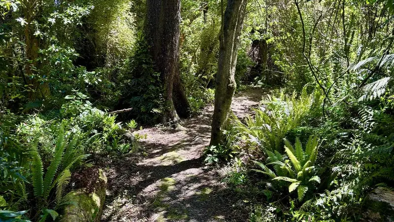 Kingswood Bush Scenic Reserve