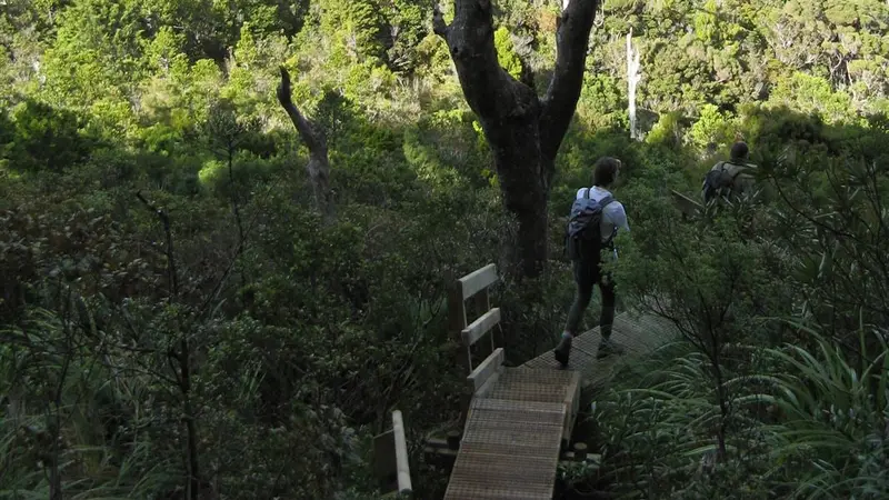 Port FitzRoy: Kaiaraara Hut side tracks