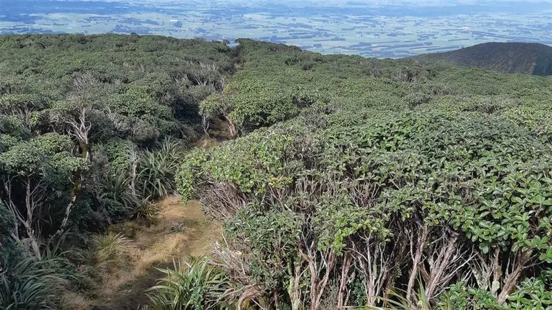 A Frame Hut & Takapari Road Track