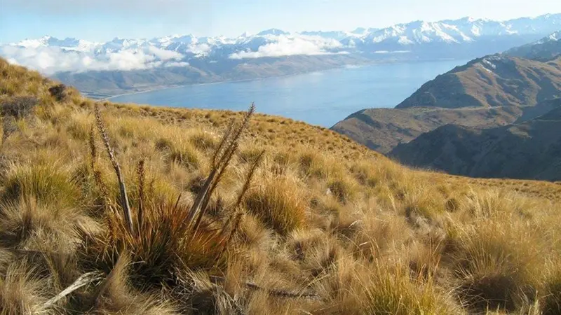 Grandview Mountain Track
