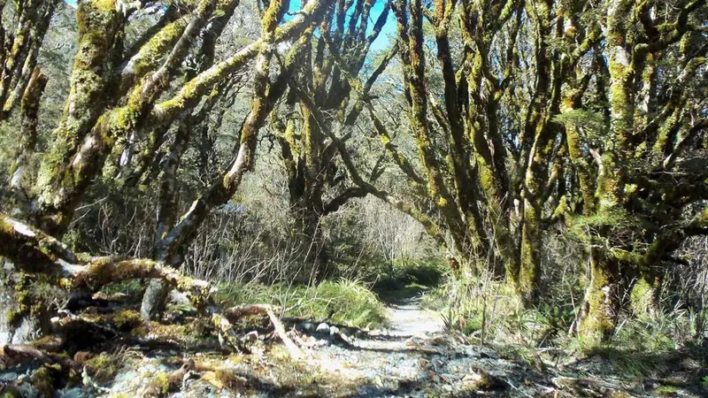 Routeburn Nature Walk