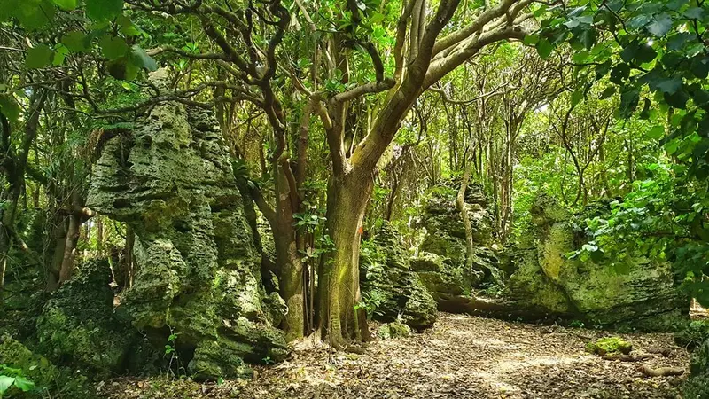 Henga Scenic Reserve Walk