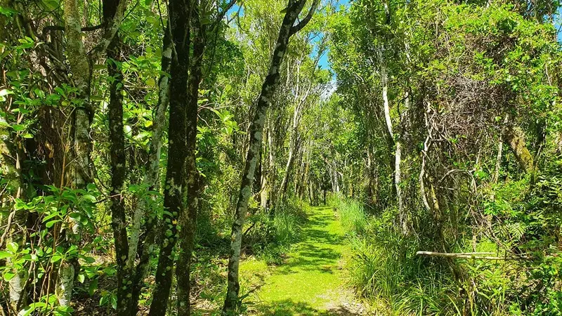 Hāpūpū/J.M. Barker Historic Reserve Walk