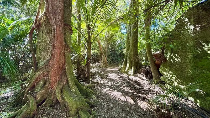 The Grove Scenic Reserve Walk