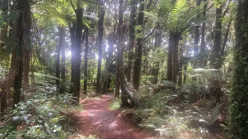 Kōkako Track
