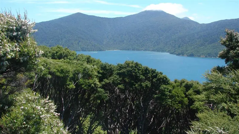 Motuara Island Lookout Track