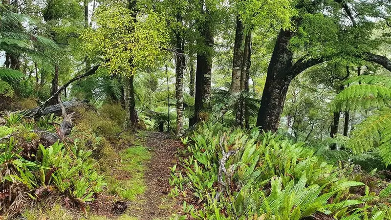 Lake Rotorangi Hydro Walkway