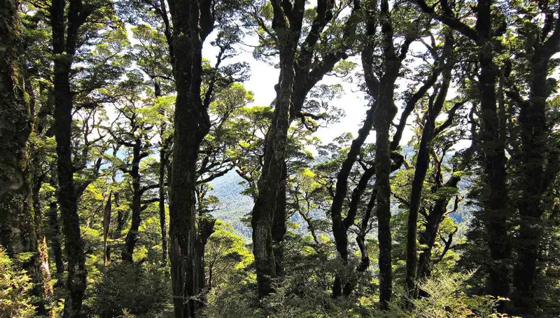 Boyd, Oamaru and Cascade Hut tracks