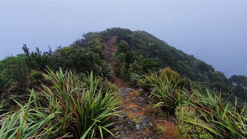 Stanfield Hut to Cattle Creek Hut Track