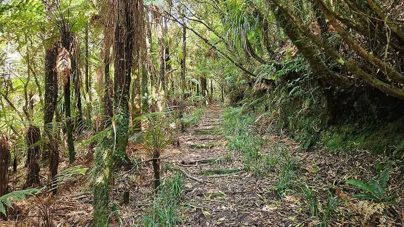 Henderson Tramline Loop Track
