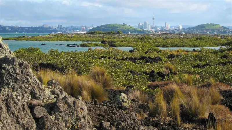 Rangitoto Island shorter walks