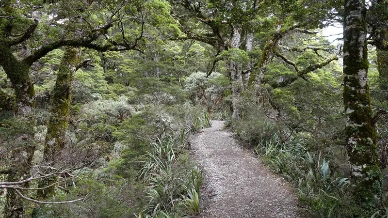 Mt Arthur Hut Walk