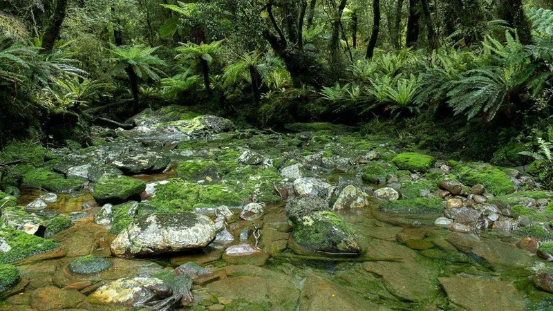 Historic Haast to Paringa Cattle Track