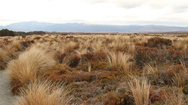 Historic Waihohonu Hut Track