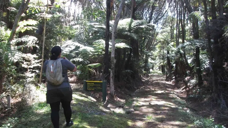 Whangaparapara: Tramline and Withey Tracks