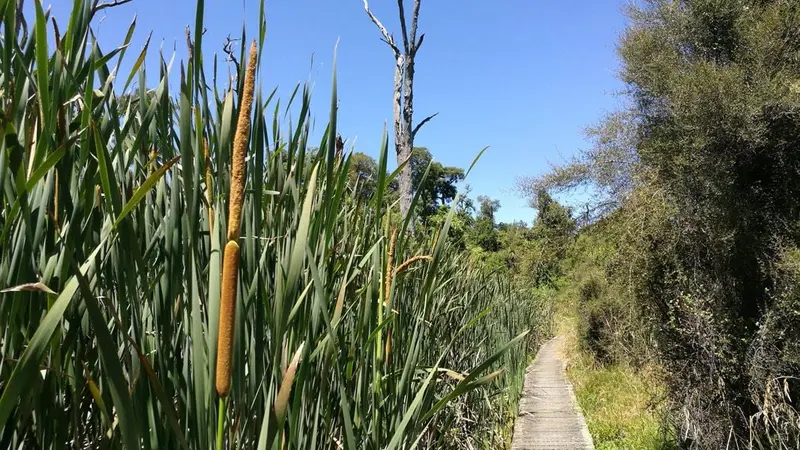 Kahikatea Walk