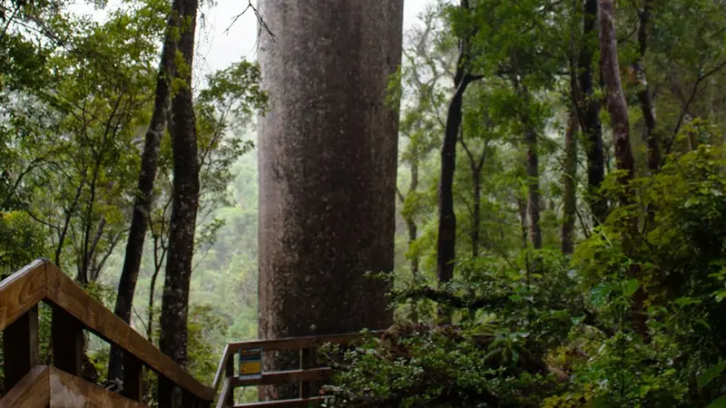 Cookson Kauri Walk