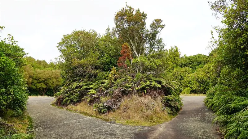Mt Ngongotaha Jubilee Track
