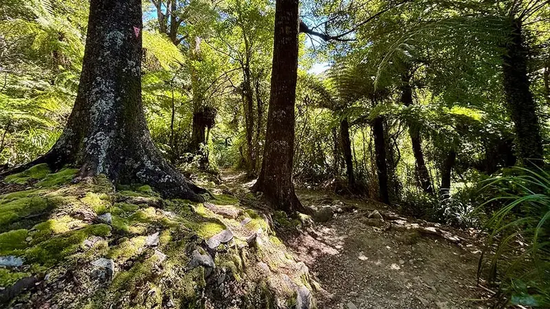 Five Mile Loop Track