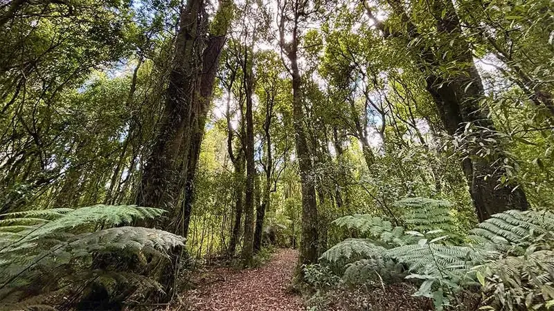 A’Deanes Bush Walk